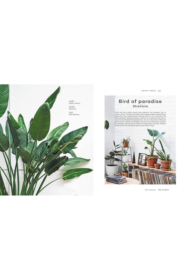 The Leaf Supply Guide To Creating Your Indoor Jungle By Lauren Camilleri And Sophia Kaplan